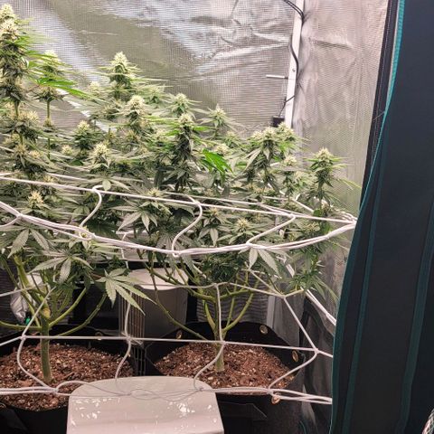 Granddaddy Purple growlog timeline photo