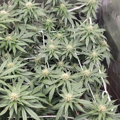 Granddaddy Purple growlog timeline photo