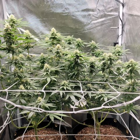 Granddaddy Purple growlog timeline photo