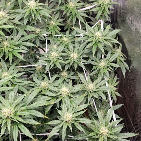 Granddaddy Purple growlog timeline photo