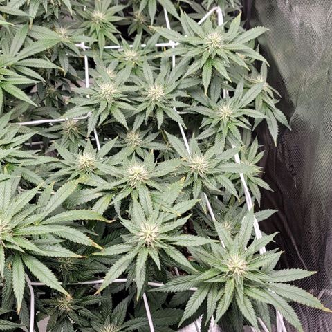 Granddaddy Purple growlog timeline photo