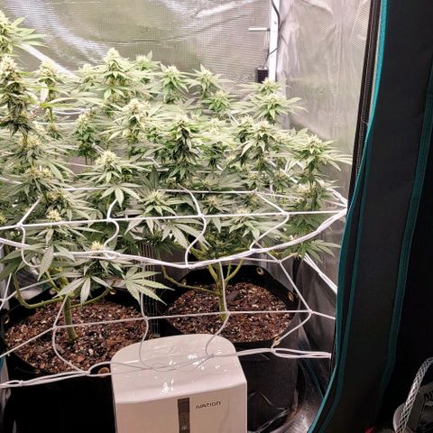 Granddaddy Purple growlog timeline photo