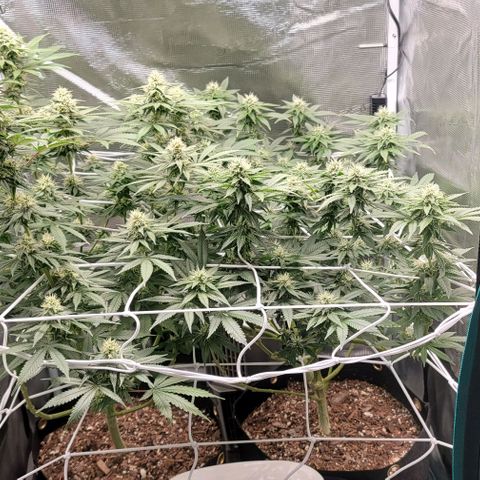 Granddaddy Purple growlog timeline photo