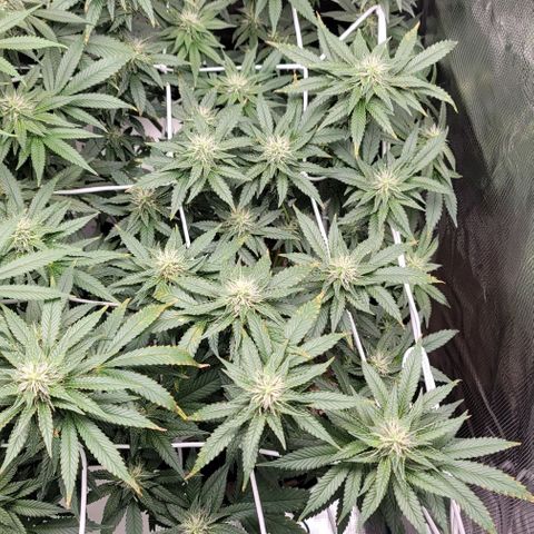 Granddaddy Purple growlog timeline photo