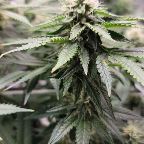 Granddaddy Purple growlog timeline photo