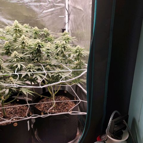 Granddaddy Purple growlog timeline photo