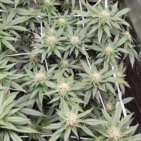 Granddaddy Purple growlog timeline photo