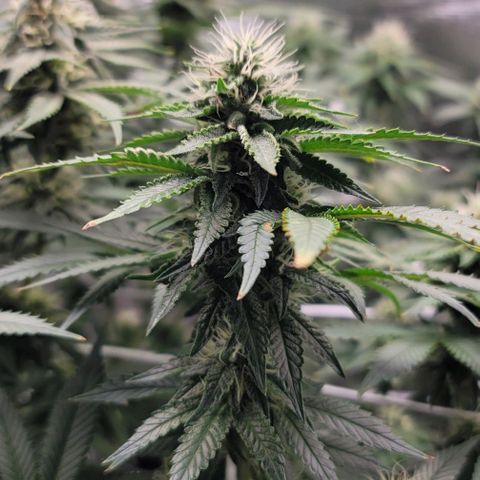 Granddaddy Purple growlog timeline photo
