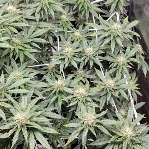 Granddaddy Purple growlog timeline photo