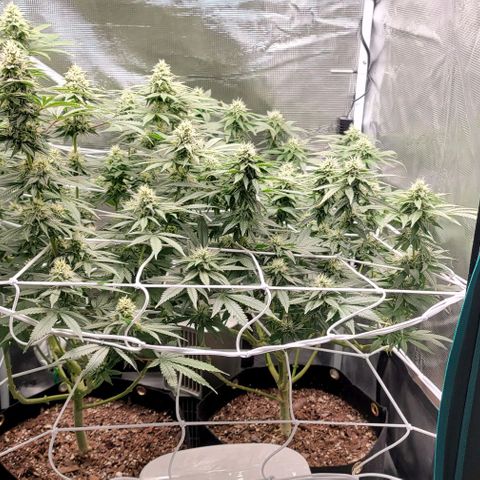 Granddaddy Purple growlog timeline photo