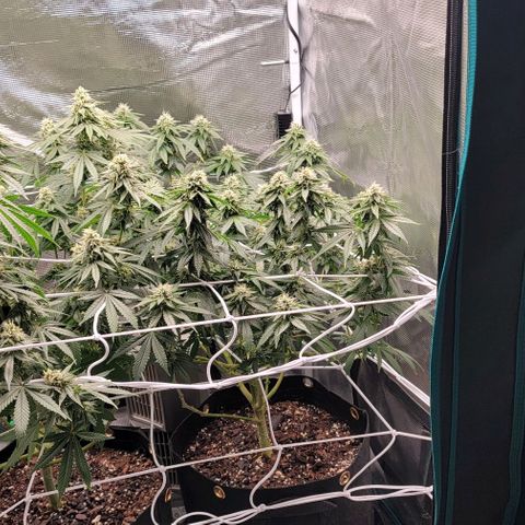 Granddaddy Purple growlog timeline photo