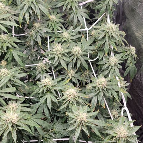 Granddaddy Purple growlog timeline photo