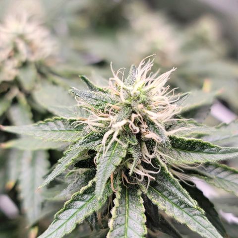 Granddaddy Purple growlog timeline photo