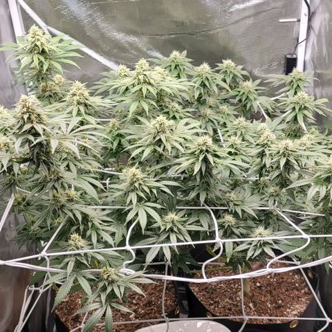 Granddaddy Purple growlog timeline photo
