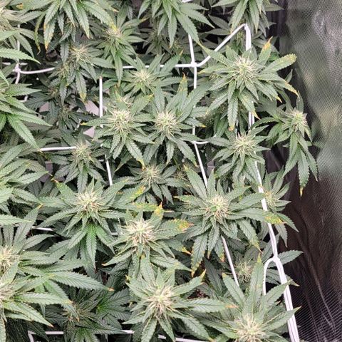 Granddaddy Purple growlog timeline photo