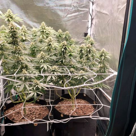 Granddaddy Purple growlog timeline photo