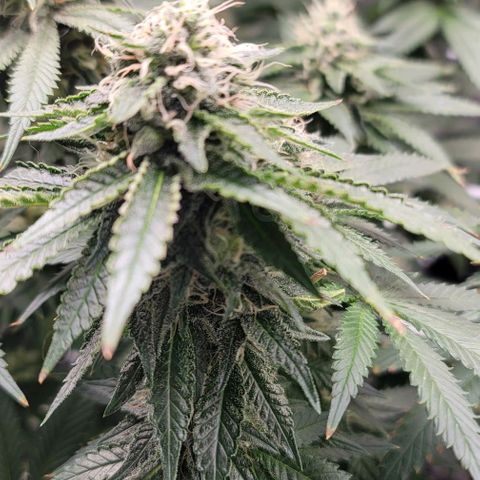 Granddaddy Purple growlog timeline photo
