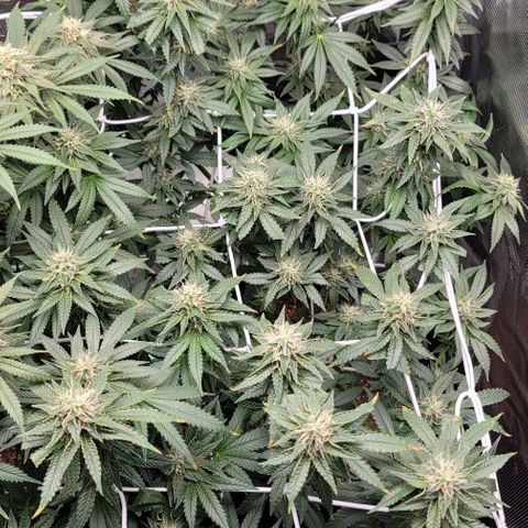 Granddaddy Purple growlog timeline photo