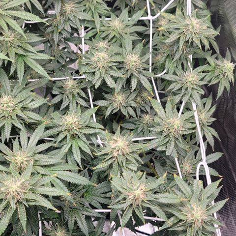 Granddaddy Purple growlog timeline photo