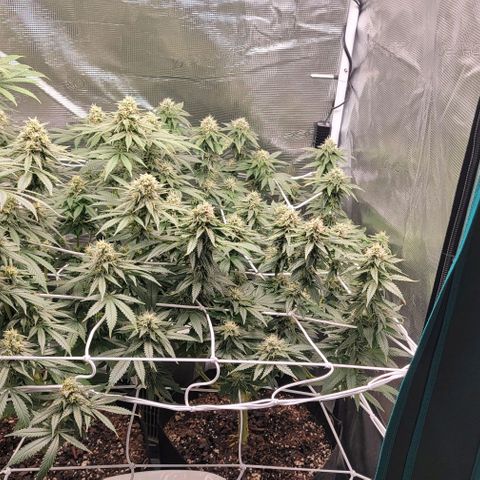 Granddaddy Purple growlog timeline photo