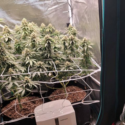 Granddaddy Purple growlog timeline photo
