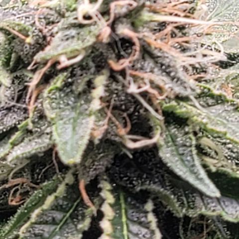 Granddaddy Purple growlog timeline photo