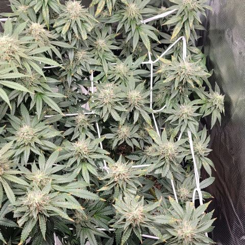 Granddaddy Purple growlog timeline photo