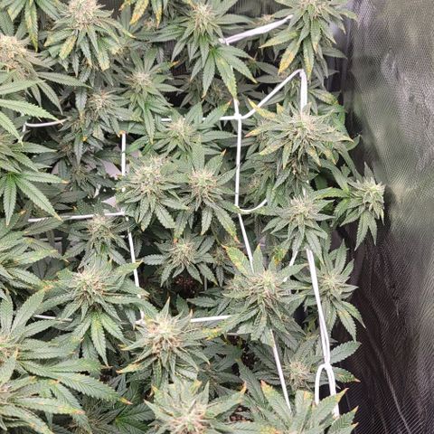 Granddaddy Purple growlog timeline photo