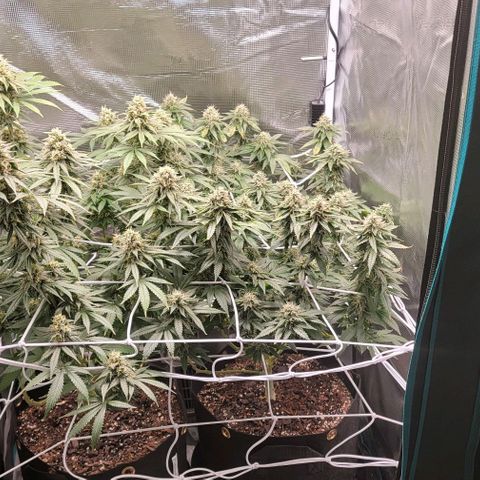 Granddaddy Purple growlog timeline photo