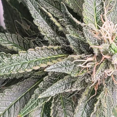 Granddaddy Purple growlog timeline photo