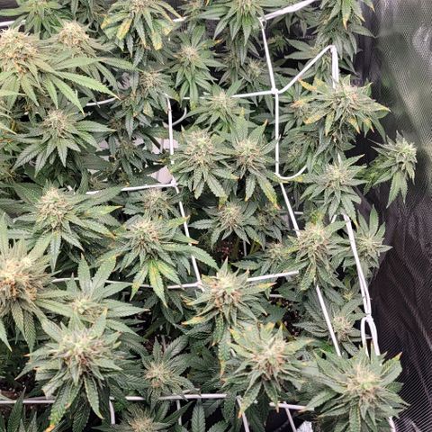 Granddaddy Purple growlog timeline photo