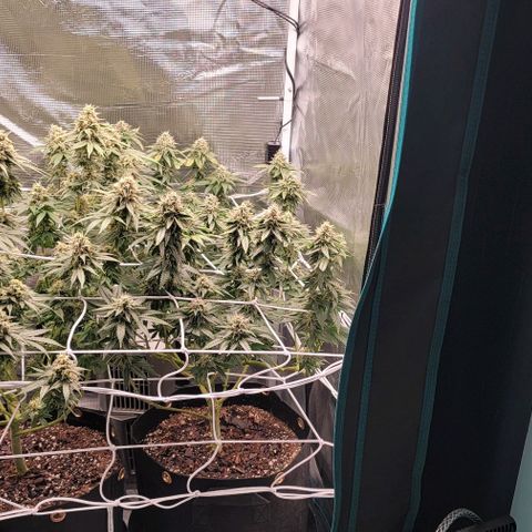 Granddaddy Purple growlog timeline photo