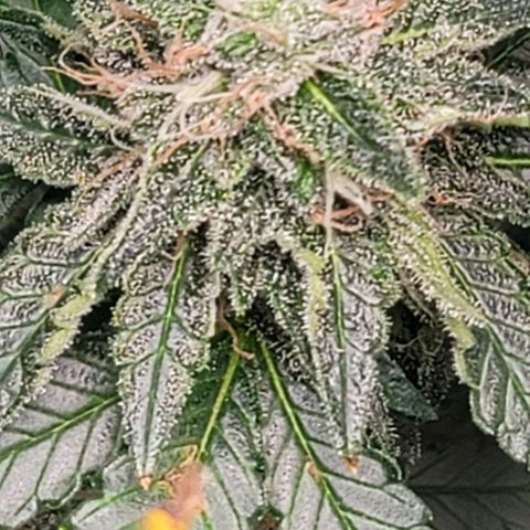 Granddaddy Purple growlog timeline photo