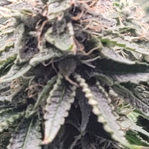Granddaddy Purple growlog timeline photo