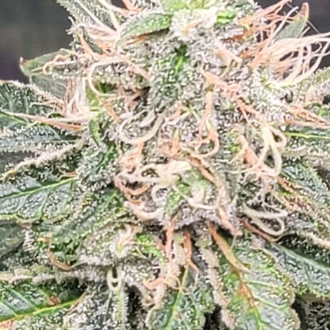 Granddaddy Purple growlog timeline photo