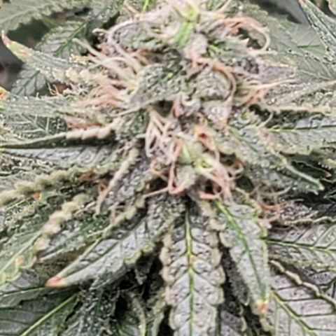Granddaddy Purple growlog timeline photo
