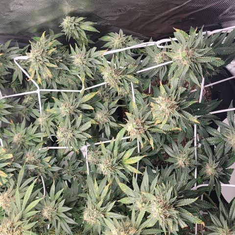 Granddaddy Purple growlog timeline photo
