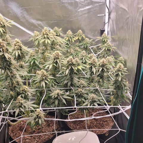 Granddaddy Purple growlog timeline photo