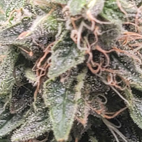 Granddaddy Purple growlog timeline photo