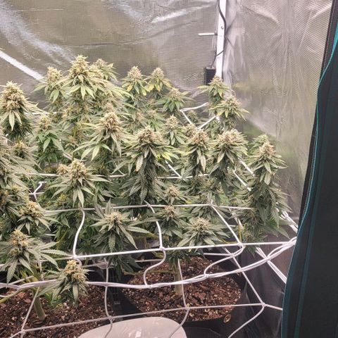 Granddaddy Purple growlog timeline photo