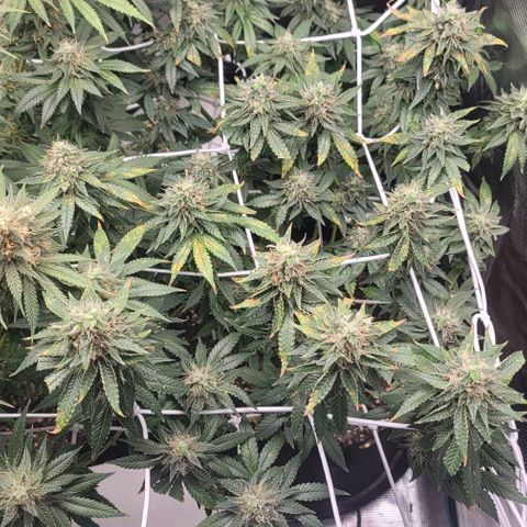 Granddaddy Purple growlog timeline photo