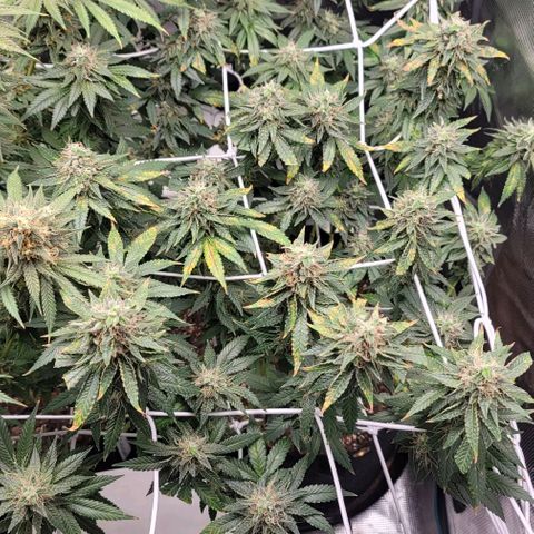 Granddaddy Purple growlog timeline photo