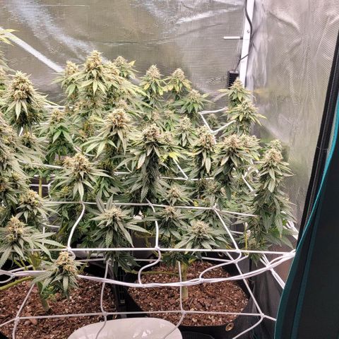 Granddaddy Purple growlog timeline photo