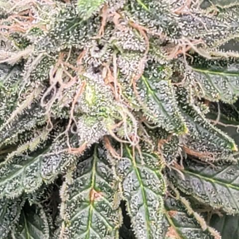 Granddaddy Purple growlog timeline photo