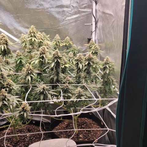 Granddaddy Purple growlog timeline photo