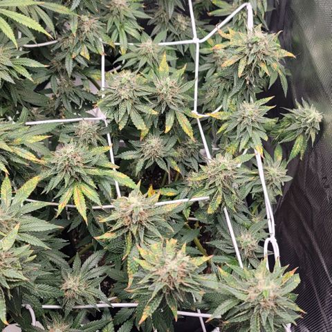 Granddaddy Purple growlog timeline photo