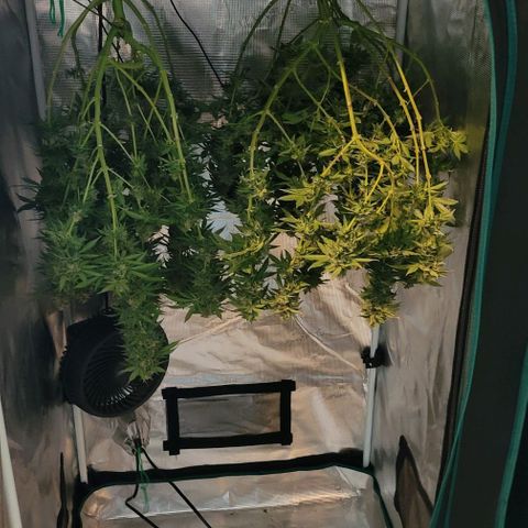 Granddaddy Purple growlog timeline photo