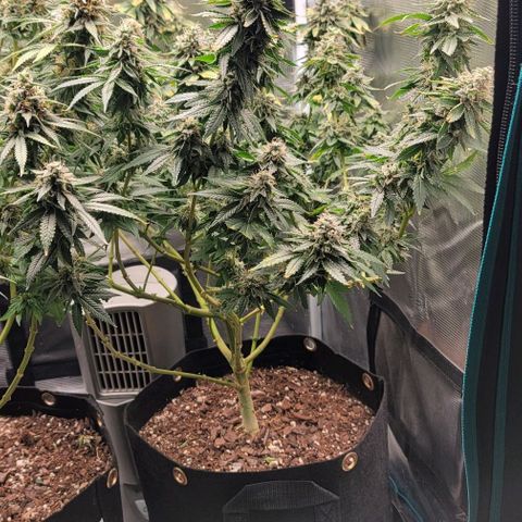 Granddaddy Purple growlog timeline photo