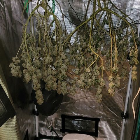 Granddaddy Purple growlog timeline photo