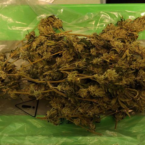 Granddaddy Purple growlog timeline photo